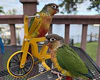 conure-for-sale-in-pasadena-md