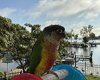 green-bird-for-sale-in-pasadena-md