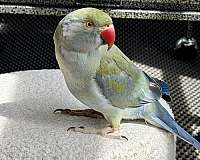 ringneck-parakeet-for-sale