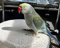 ringneck-parakeet-for-sale-in-stafford-va