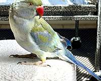 talking-tame-bird-for-sale-in-stafford-va