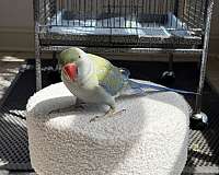 bird-for-sale-in-stafford-va