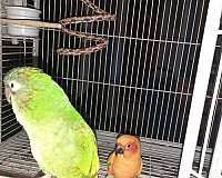 conure-for-sale-in-placerville-ca