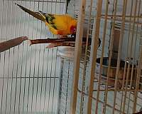 orange-bird-for-sale-in-placerville-ca