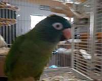 bonded-pair-bird-for-sale-in-placerville-ca