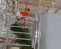 cute-bird-for-sale-in-placerville-ca