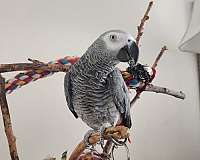 congo-african-grey-parrot-for-sale