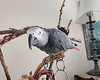 grey-red-congo-african-grey-parrot-for-sale