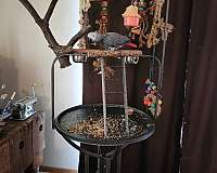 grey-red-bird-for-sale