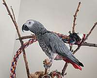 medium-bird-for-sale