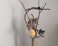 medium-grey-red-bird-for-sale