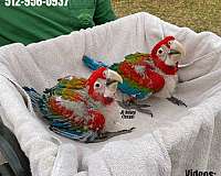 blue-purple-bird-for-sale-in-austin-tx