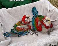 green-grey-caique-for-sale