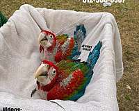 green-grey-lory-for-sale