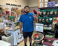 purple-bird-for-sale-in-austin-tx