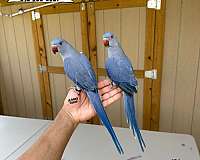 ringneck-parakeet-for-sale