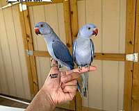 purple-ringneck-parakeet-for-sale