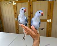 ringneck-parakeet-for-sale-in-austin-tx