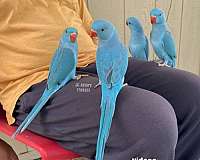 ringneck-parakeet-for-sale