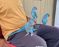 blue-ringneck-parakeet-for-sale