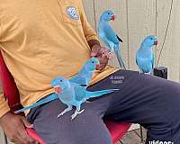 ringneck-parakeet-for-sale-in-austin-tx