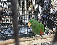 eclectus-parrots-for-sale