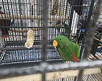 eclectus-parrots-for-sale-in-las-vegas-nv