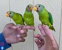 green-red-plum-head-parakeet-for-sale