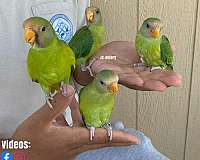 plum-head-parakeet-for-sale-in-austin-tx