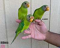 quiet-plum-head-parakeet-for-sale