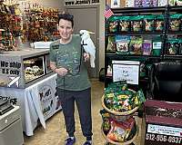 green-parakeet-for-sale