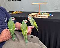 parakeet-for-sale