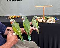 black-parakeet-for-sale