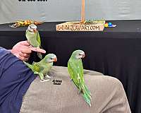 blue-parakeet-for-sale