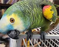 amazon-parrot-for-sale