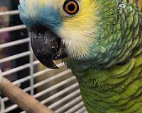 amazon-parrot-for-sale-in-vista-ca