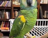 bird-for-sale-in-vista-ca