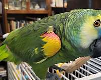 medium-bird-for-sale