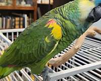 medium-amazon-parrot-for-sale