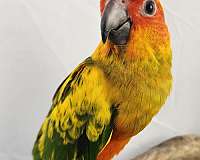 conure-sun-conure-for-sale-in-piedmont-sc
