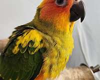 red-bird-for-sale-in-piedmont-sc