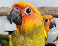 sun-conure-for-sale-in-piedmont-sc