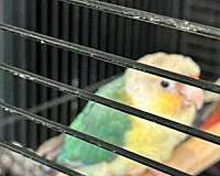conure-for-sale-in-sachse-tx
