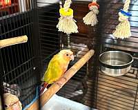 green-bird-for-sale-in-sachse-tx