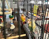 orange-bird-for-sale-in-sachse-tx