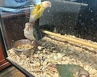 yellow-bird-for-sale-in-sachse-tx
