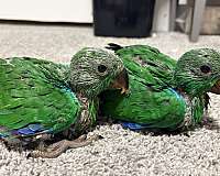 solomon-island-eclectus-parrots-for-sale