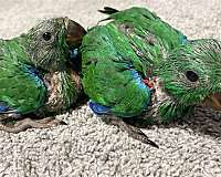 baby-bird