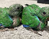 baby-solomon-island-eclectus-parrots-for-sale