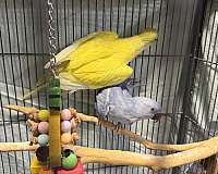ringneck-parakeet-for-sale-in-layton-ut